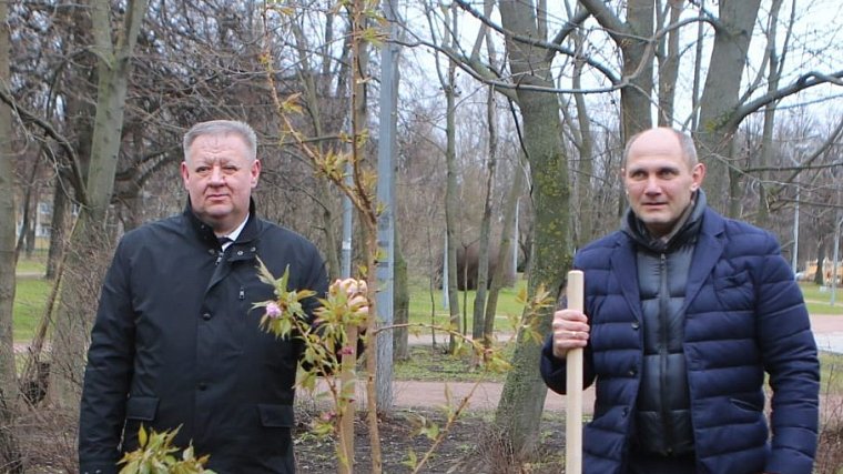 На Аллею сакуры в Пионерском парке высажены молодые деревца японской вишни