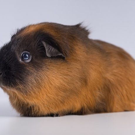 Каб Свонсон и Нейт Ландвер встретятся на UFC 327 в Майами